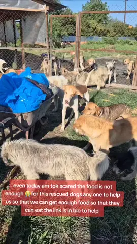 the food is is not enough anymore any one to help us get food the link is in bio to help thank you  #trending #gofundmepage #support #fouyou #usadogsoftiktok #Scotland #donars #pppppppppppppppp #foryou #foryoupage #growmyaccount #grow 