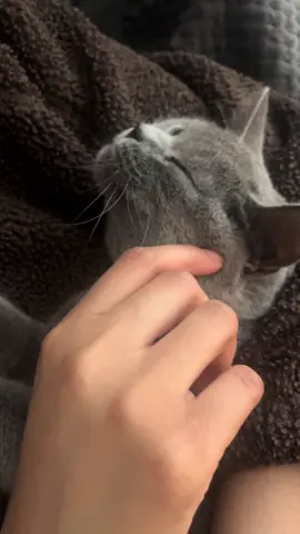 My Stormi ❤️ #myshayla #onijah #britishshorthair #catsoftiktok #catlovers #indoorcat #viral #trendin 