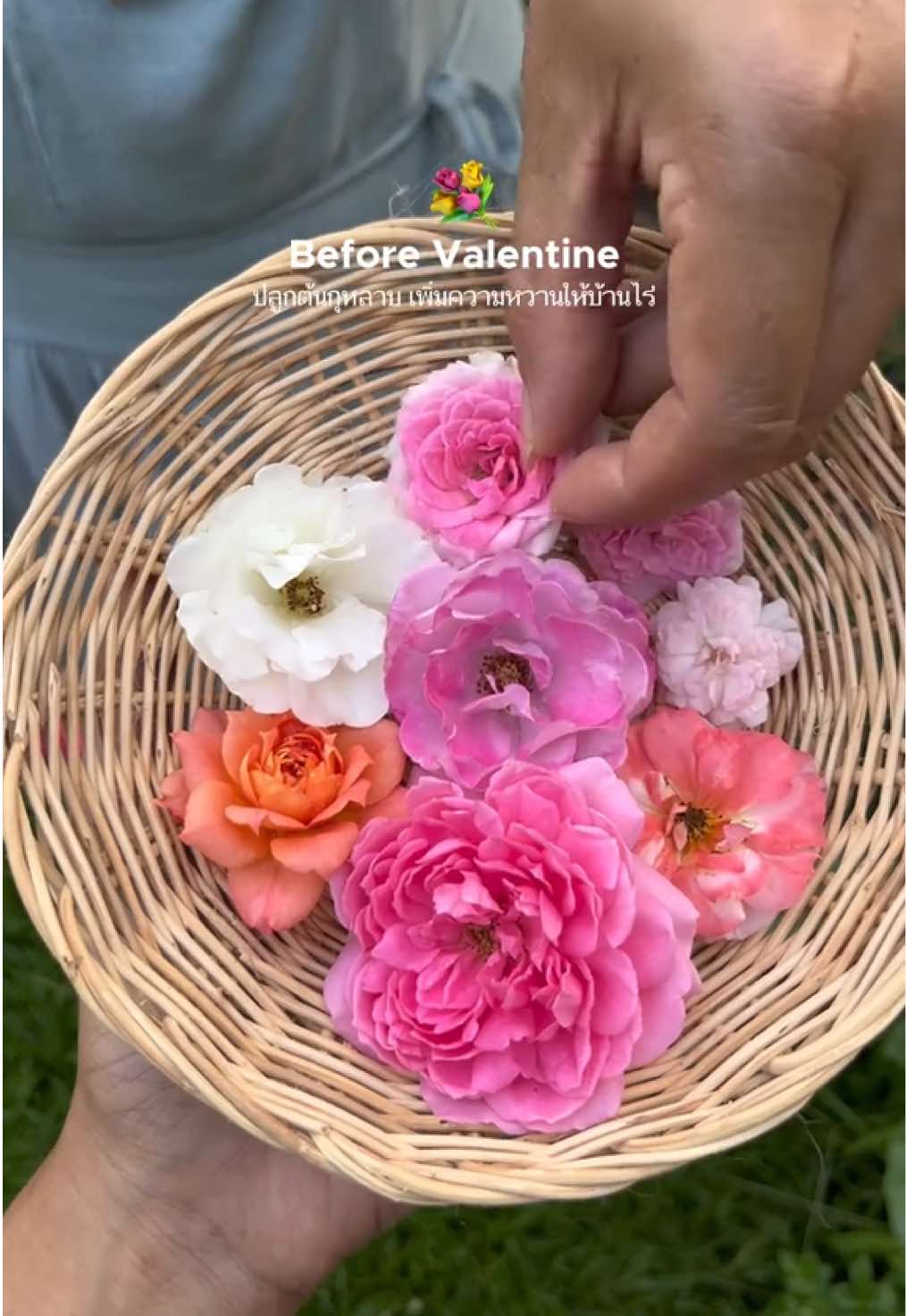 Before Valentine 💐 … ปลูกกุหลาบเพิ่มความหวาน ต้อนรับวันวาเลนไทน์กันค่ะ  ช่วงนี้ใครมาเที่ยวบ้านไร่ แวะมาถ่ายรูปกับแปลงกุหลาบได้นะคะ กำลังออกดอกสวยเลย 🥰🌹 #บ้านไร่ไออรุณ #baanraiiarun #farmstay #ValentinesDay #valentine #rose #flowers #ดอกไม้ #goodvibes #เทรนด์วันนี้ #ranong #thailand #รีวิวที่พัก #ที่พักระนอง #ระนอง #คาเฟ่ระนอง #สวนดอกไม้ #ดอกกุหลาบ #วาเลนไทน์ #วาเลนไทน์2025 