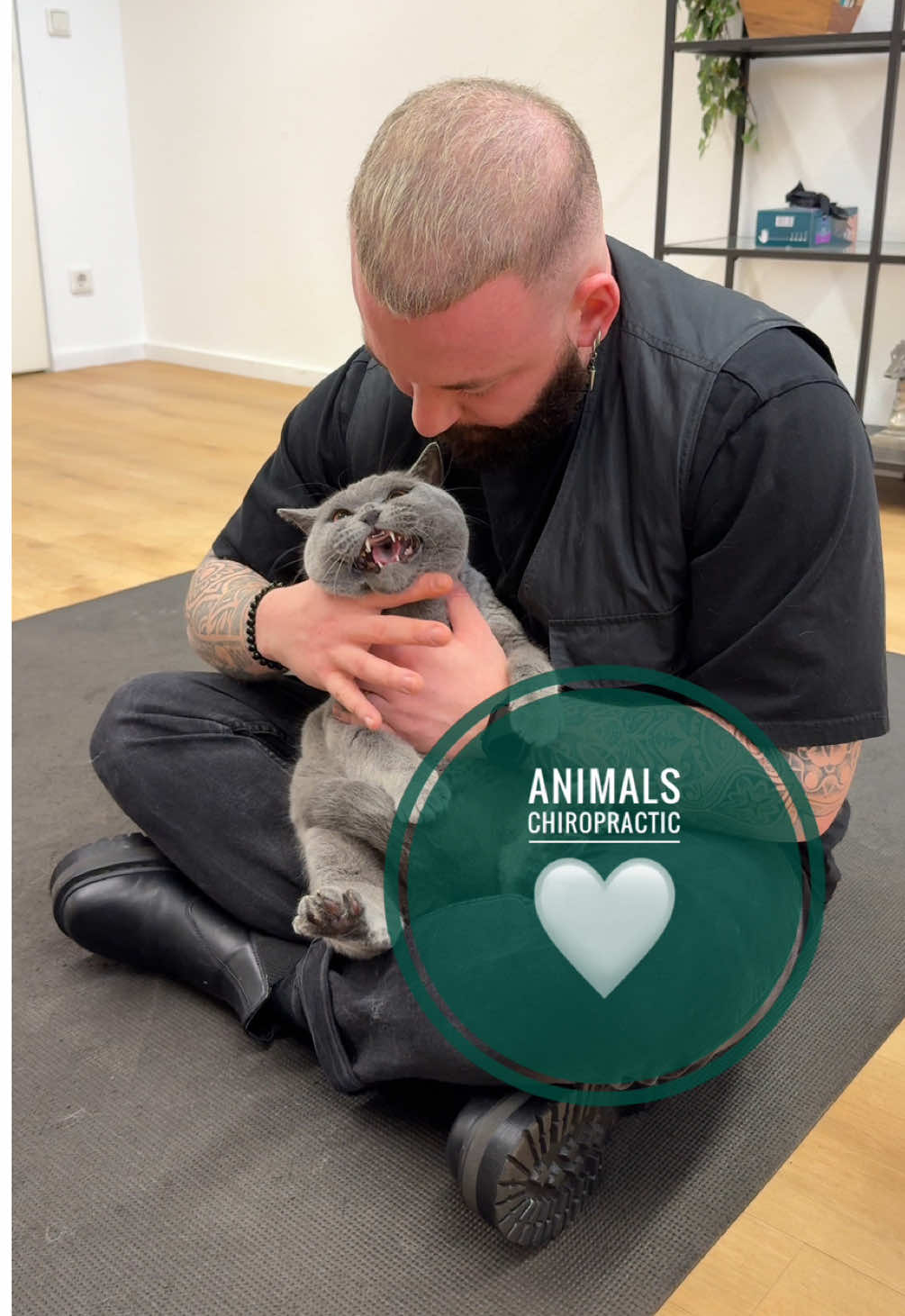 Cat with back pain 🥹🥹🥹 • • • #foryou #asmr #animal #animals #tiere #chiropractortiktok #türkiye #dogsoftiktok #bochum #chiropractic #hundeauftiktok #hundevideos #liebe #lion 