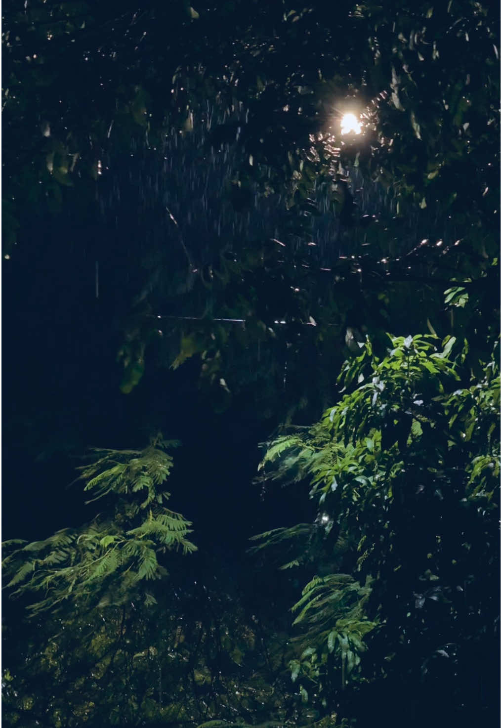 আমি হার মানলে আমার গল্পের শেষ হবে।❤️‍🩹😌 #tree #raining #night #street #light #cars #foryou #fyp #foryoupage #viralvideo 