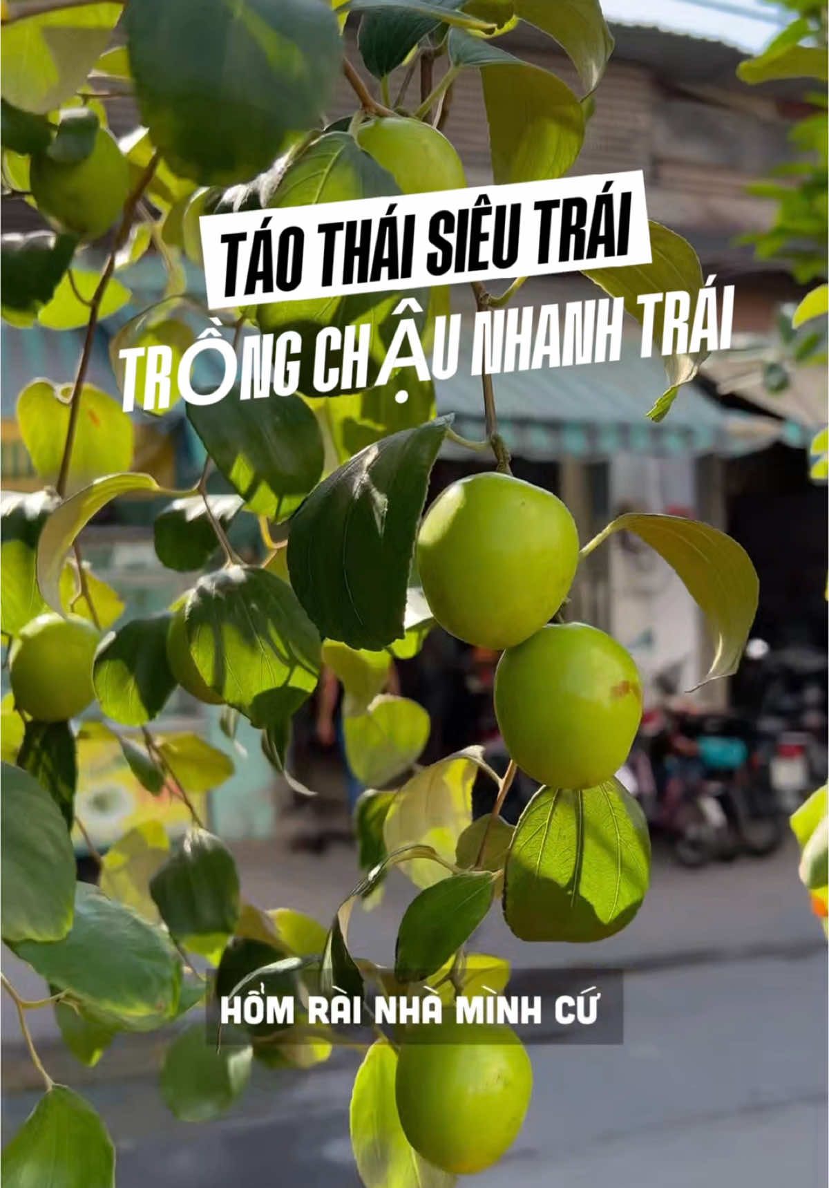 Táo thái siêu trái trồng chậu nhanh quả #hoanglonggarden #taothai #caâyntrai #caytrongchau