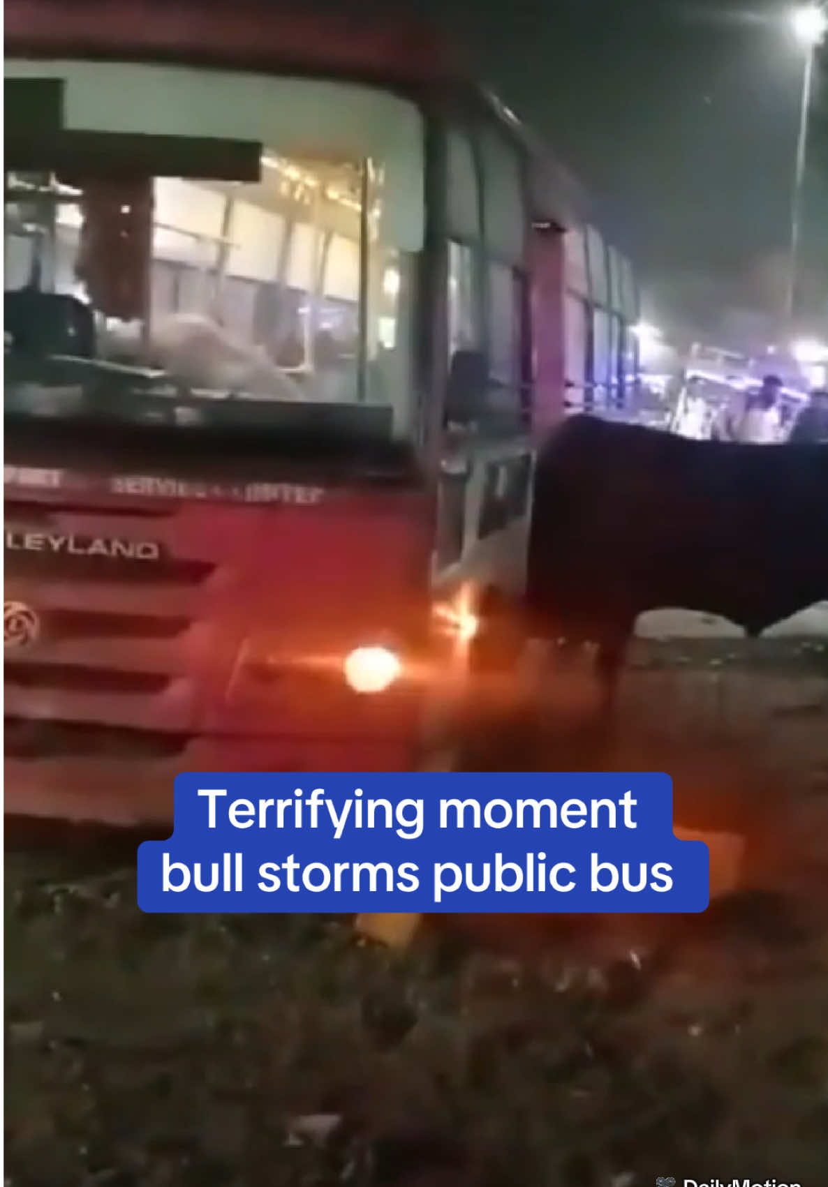 In an terrifying incident, a bull caused chaos  after entering a Jaipur City bus in India. The bull shattered windows and tore out the seats as the driver and conductor quickly jumped out to save themselves. Another bull is seen stuck at the passenger-side door, unable to get inside, as locals watch the scene. According to reports, before passengers could board the bus, two massive bulls, locked in a fight, charged toward the bus. After several minutes, the animal finally exited and wandered off as if nothing had happened. 🎥 DailyMotion #bull #bus #india #scary #fight #attack 