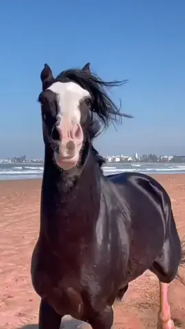 #tiktok #funny #animals 