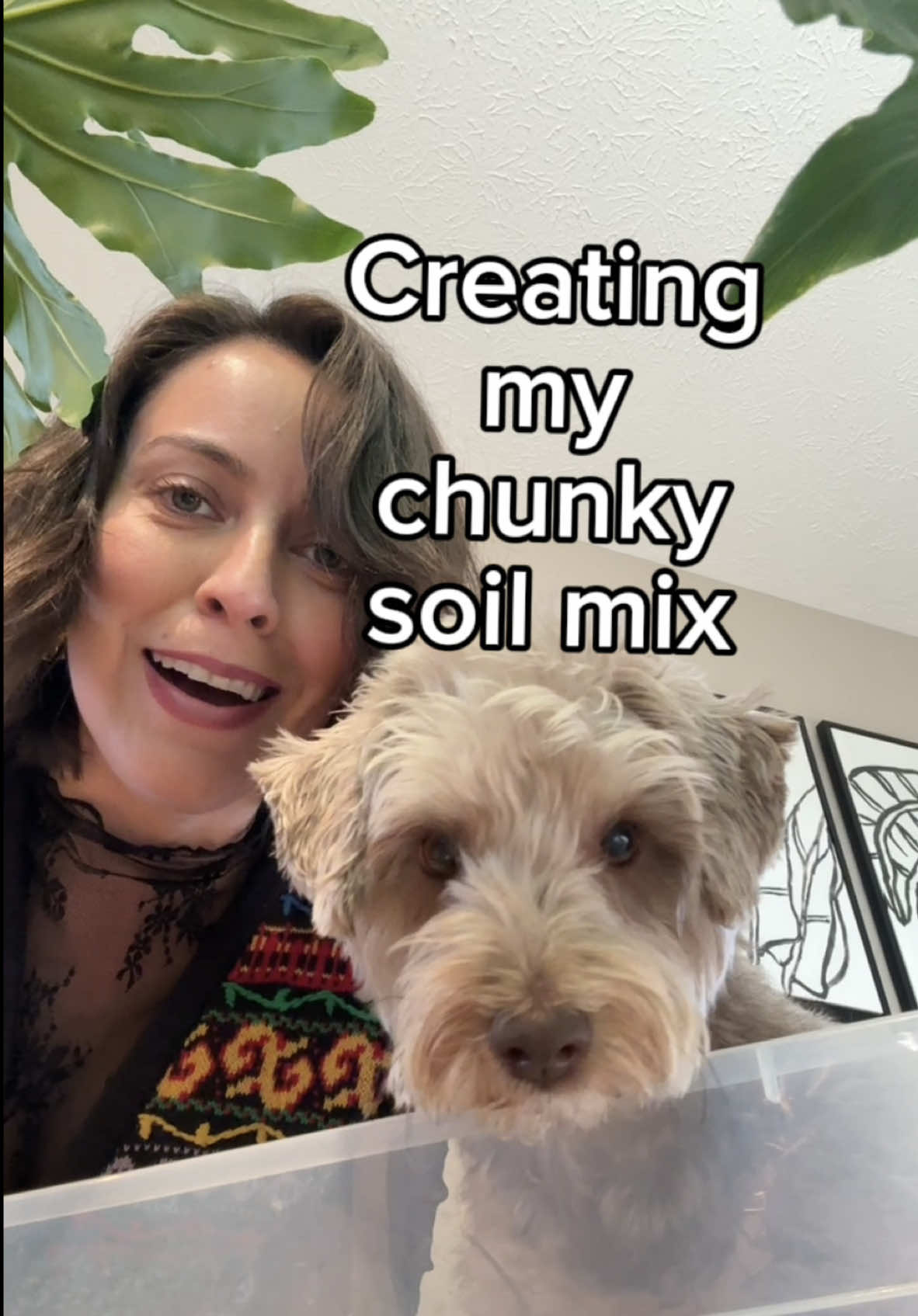 Replying to @Smidge and Doodle Soil mix recipes depend on your environment, watering, and what’s accessible to you. The initial investment may be higher to purchase different things but it does last ALOT longer than premade bags. I usually measure like I do my cooking, with my heart, but l measured to to help guide you: If I’m not using coco chips: 50% indoor potting soil 25% perlite 25% orchid bark If I’m using coco chips: 35% indoor poting soil  15% perlite  35% coco chips 15% orchid bark Find what works for you and utilize the brands available to you, no judgement here! I hope this can help guide you through. If you found this helpful, consider following along for more plant care and plant projects. Leave any questions down below! #chunkysoilmix #plantsoil 