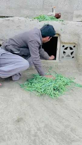Rabbit Ko Pakra #rabbit #pets #petslovers #gabbarpethouse #foryou #foryoupage #unfrezzmyaccount #viral #rabbits #rabbitbaby @Rehman Ch Vlogs 