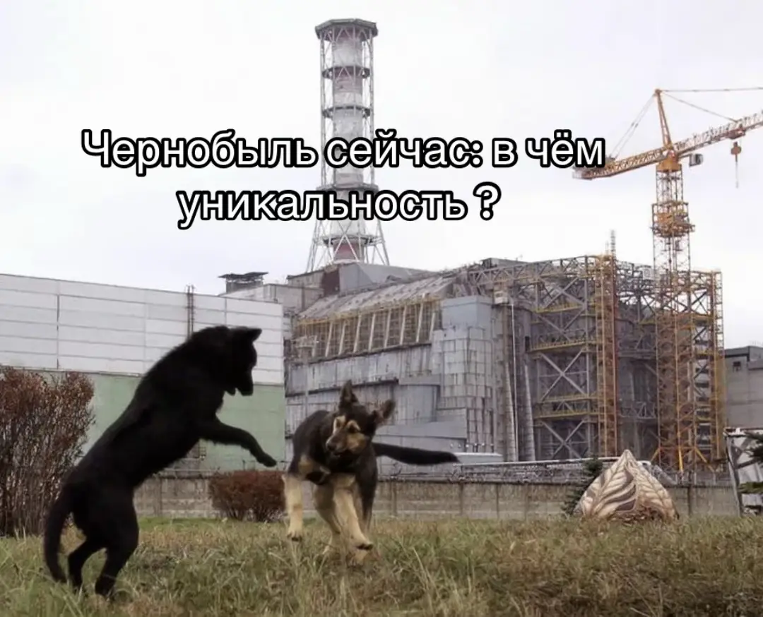 Чернобыль стал для ученых безопасным убежищем, где они смогли реинтродукции исчезающих видов, таких как европейский зубр и лошадь Пржевальского — редкий и находящийся под угрозой исчезновения вид, обитающий в степях Центральной Азии.  Лошади Пржевальского были завезены в Чернобыльскую зону отчуждения в 1998 году для эксперимента: как выживают такие виды животных в условиях повышенной радиации. 1 Если в 1998 году их было всего 20 особей, то сегодня этих лошадей уже за сотню. Учёные выяснили, что организм лошади Пржевальского неплохо справляется с радиацией: они приводят на свет здоровых малышей и сами не болеют. Популяции многих видов, обитающих в Чернобыле и его окрестностях, после катастрофы процветают по крайней мере в количественном отношении. По сути, Чернобыль сейчас является одним из крупнейших заповедников Европы.