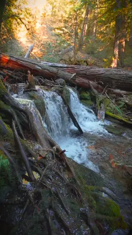 Relaxing beside this beautiful creek as it flows gracefully over rocks and tree roots, filling the forest with its soothing melody 😌 #nature #Outdoors #cinematic #calm #creek 