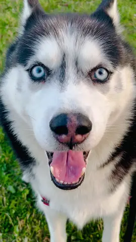 #glasgowhuskylucian #foryou #maggiedogs #siberianhusky #husky #blackandwhitehusky #snowdog #huskylover #foryoupage #dogsoftiktok #doglovers #blueeyeddog #brighteyes #prettyeyes #thoseeyes #angeleyes #beautifuldog #fyp #glasgow #Scotland #blueeyes 