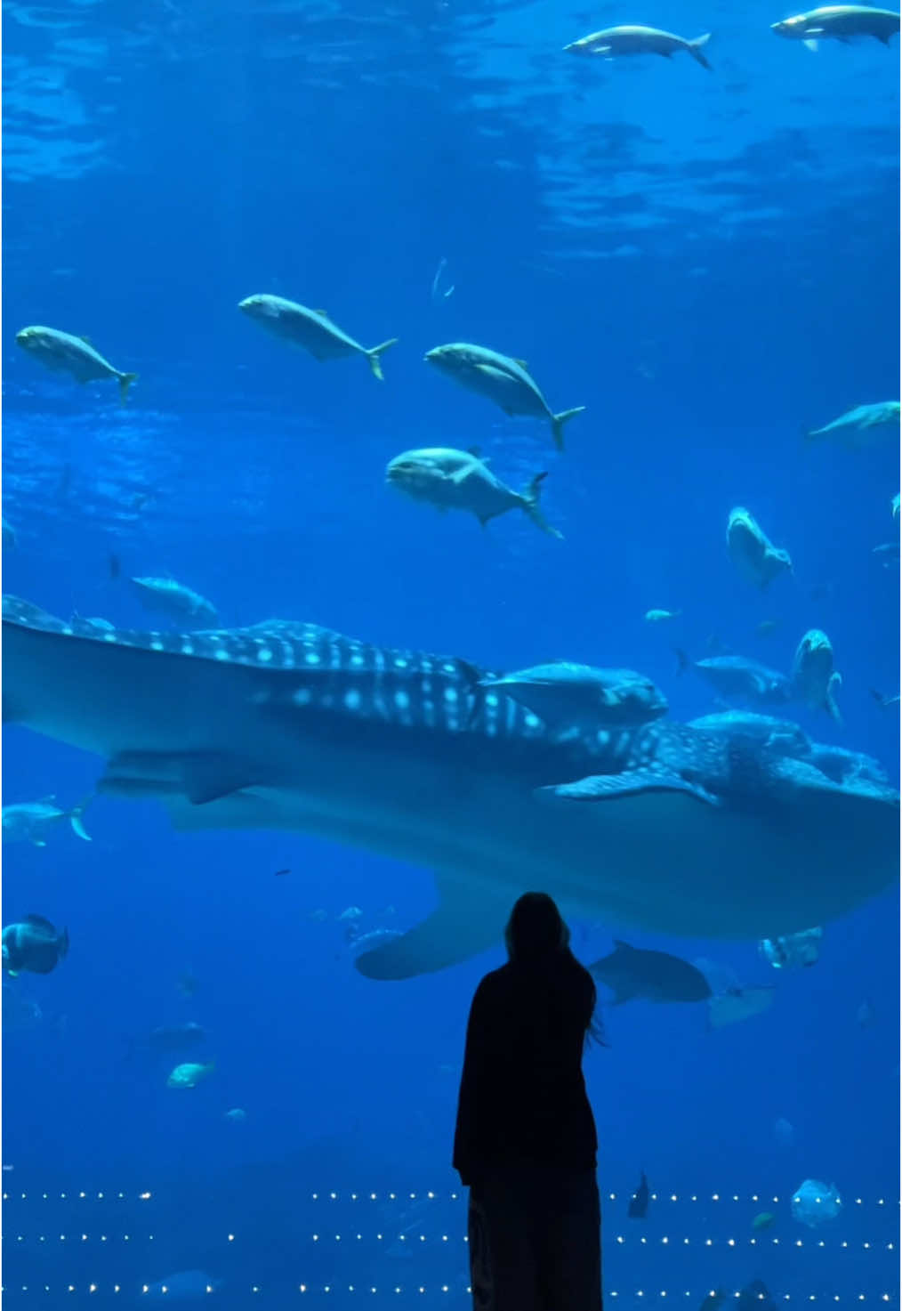 I love it here #whaleshark #shark #sharks #aquarium #hammerhead #hammerheadshark #georgia #georgiaaquarium #fish #beautiful #ocean 