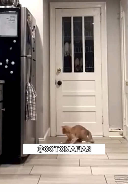 😂 Funny cats 😂 #funnycat #gatosgraciosos #cats #catsoftiktok #badcat #funnyvideo #gatos 