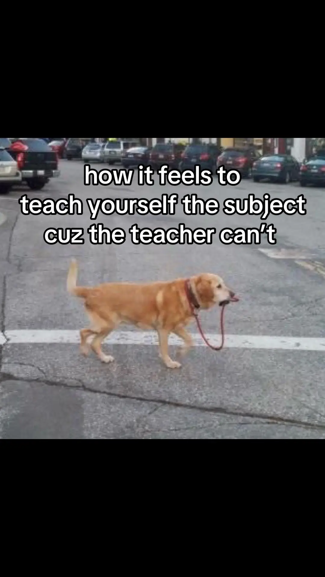 what’s even the point of going to school #fyp #fy #meme #relatable #pmo #fypシ #viral #dog #animals #cat #puppy #kitten #leash #walking #street #road #senior #toys #foryoupage #fyppppppppppppppppppppppp 