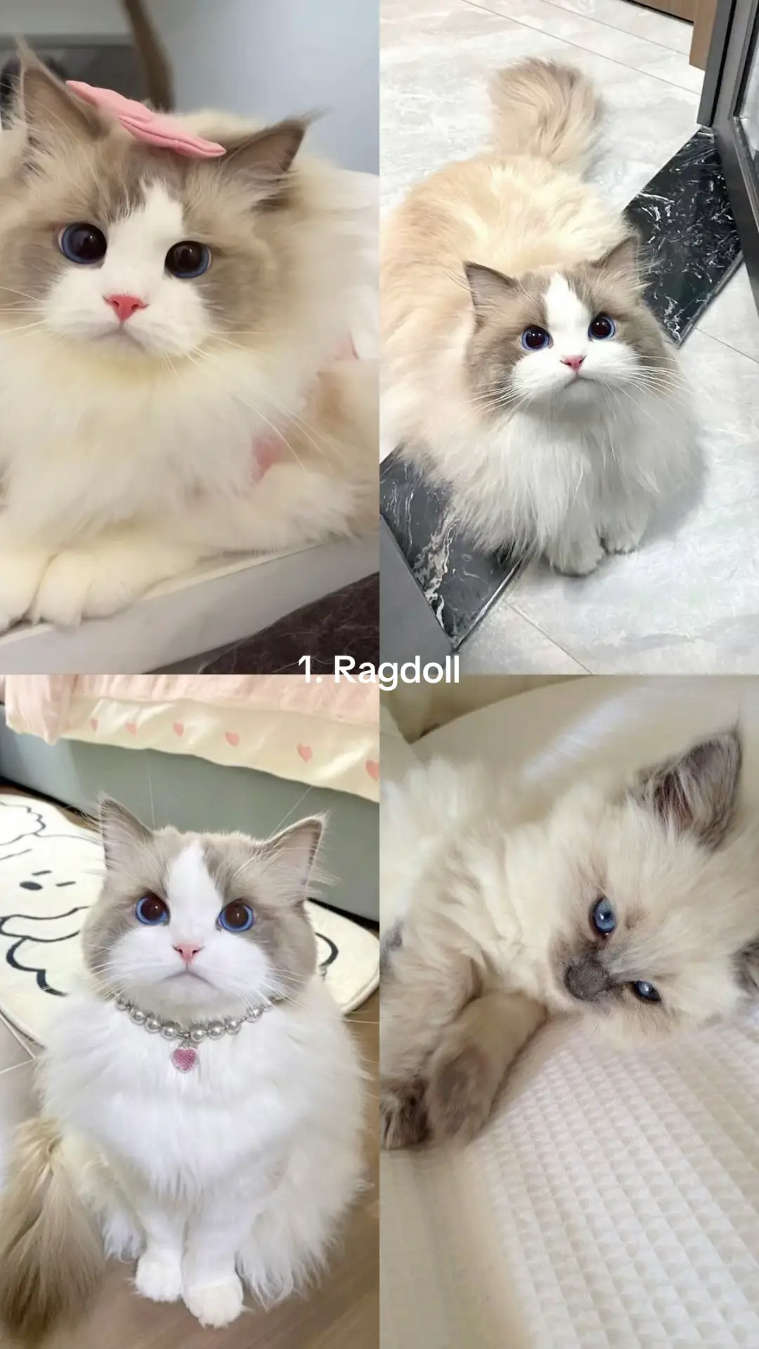 #ragdoll #mainecoon #britishshorthair #scottishfold #sphynx #siamesecat #persian #bengal #burmese #russianblue #catsoftiktok #cinnamon #cat #tik_tok #viral_video #catlover 