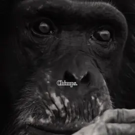 Chimps are brutal. #chimp#chimpanzee #aggressive #primates #apes #jungle 