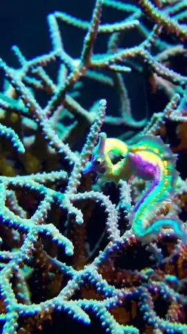 Footage of an Grand African Zosterae Seahorse during a color change! #animals #sea #elonmusk #fyp