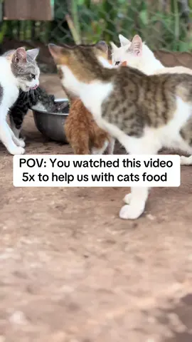 You watched this video 5x to help us with cats food #fyp #viral_video 