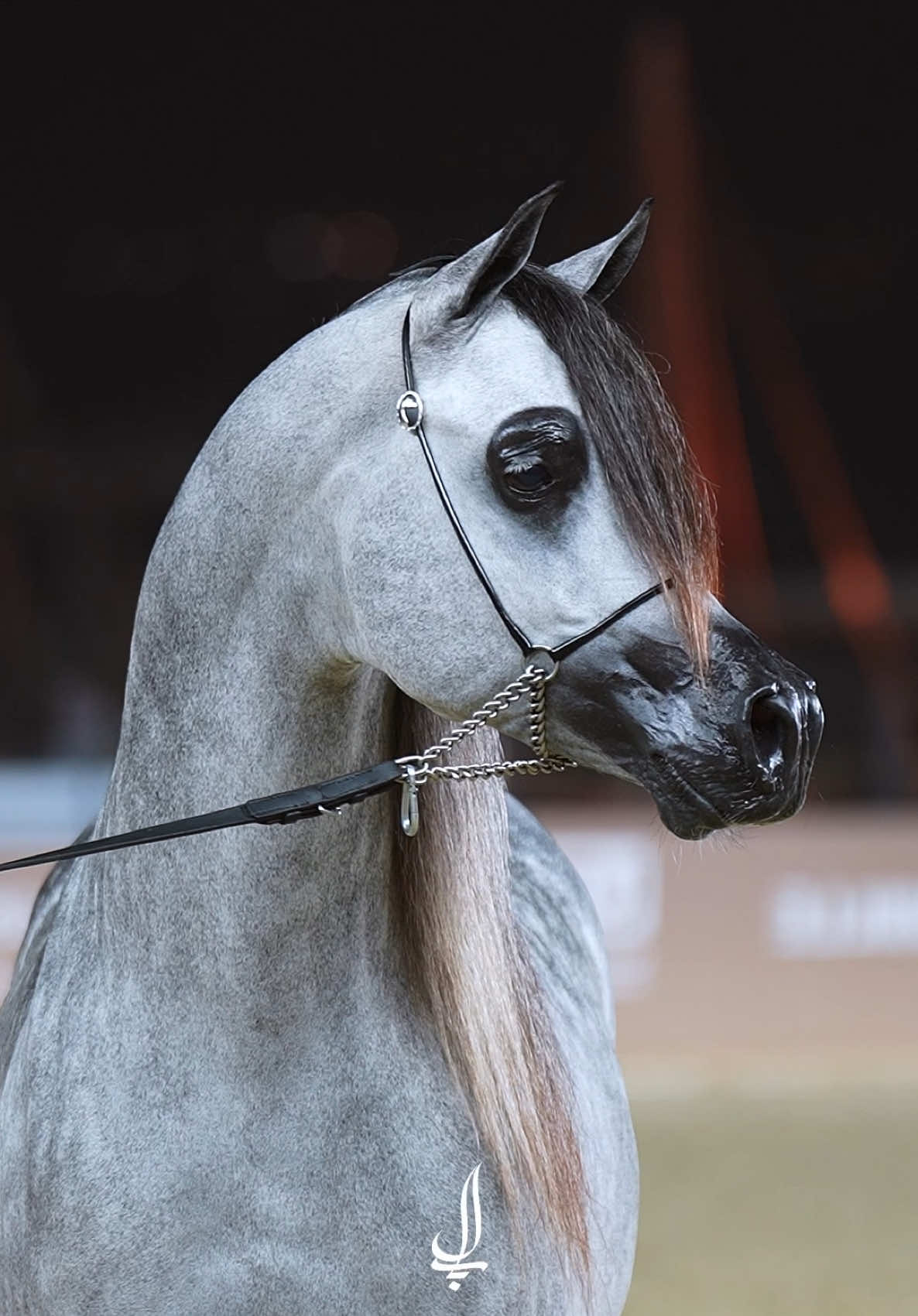 #مميز_الليال 🤩 #خيل #horse #خيل_عربي_اصيل #arabianhorse #بطولة_كتارا #بطولة_خيل #كتارا_للخيل 