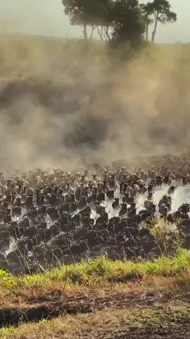 Wow, group of Wildebeest so amazing #wildlife #animals #wildebeest 