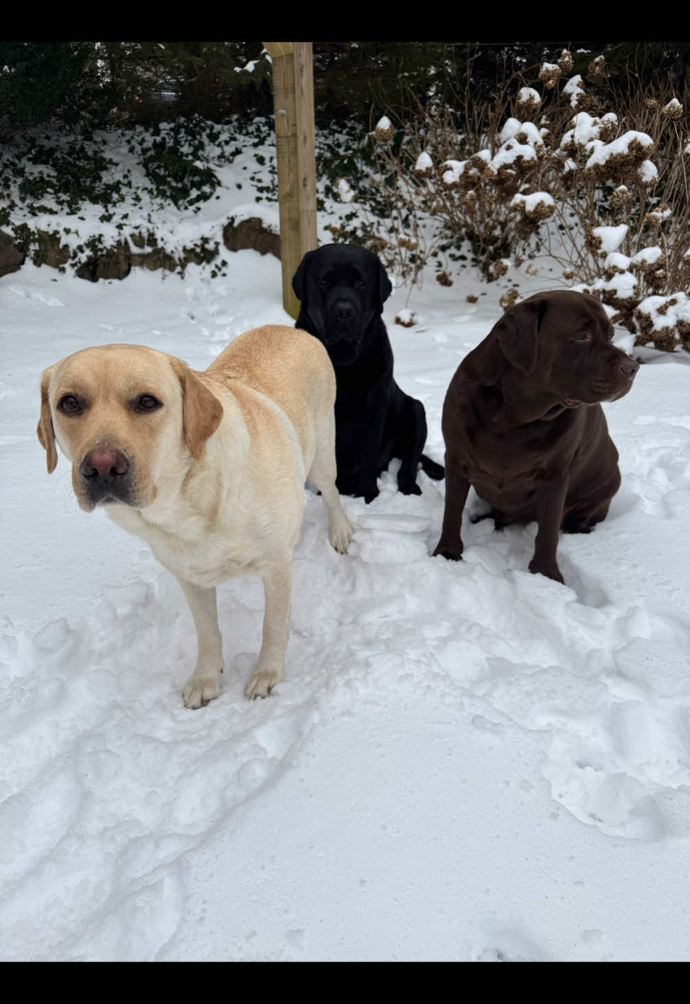 They heal-they love💛🖤🤎#heal #Love #labs #labsoftiktok #yellowlab #blacklab #chocolatelab #ilovemydog #trio #joy 