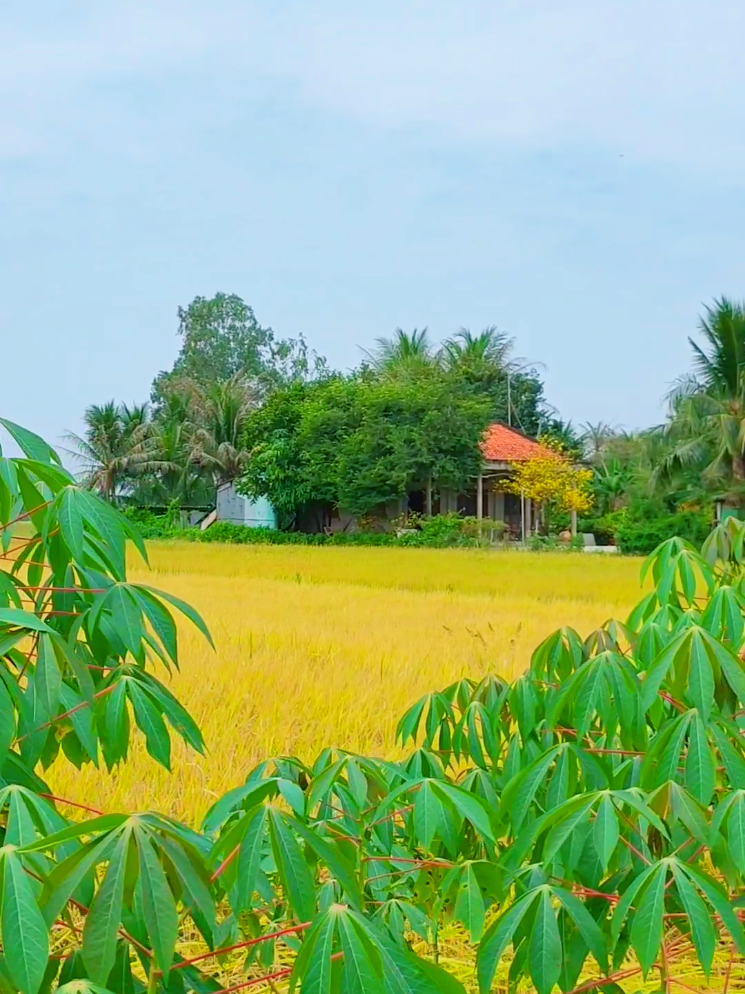 Hôm nay em về xứ dừa thân thương..#tuoithotoi #nhacnaychillphet #xuan2025 #quehuong #mientayquetoi #canhdepvietnam #bentre71🌴🥥 