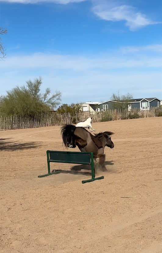 Double jump! #dallyandspanky #jackrussell #libertyhorse 