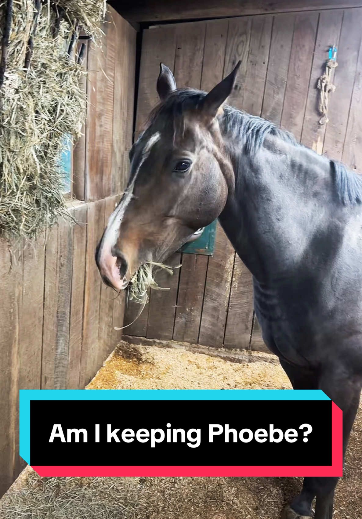 Am I keeping Phoebe!?🐴 #recipmare #maresoftiktok 