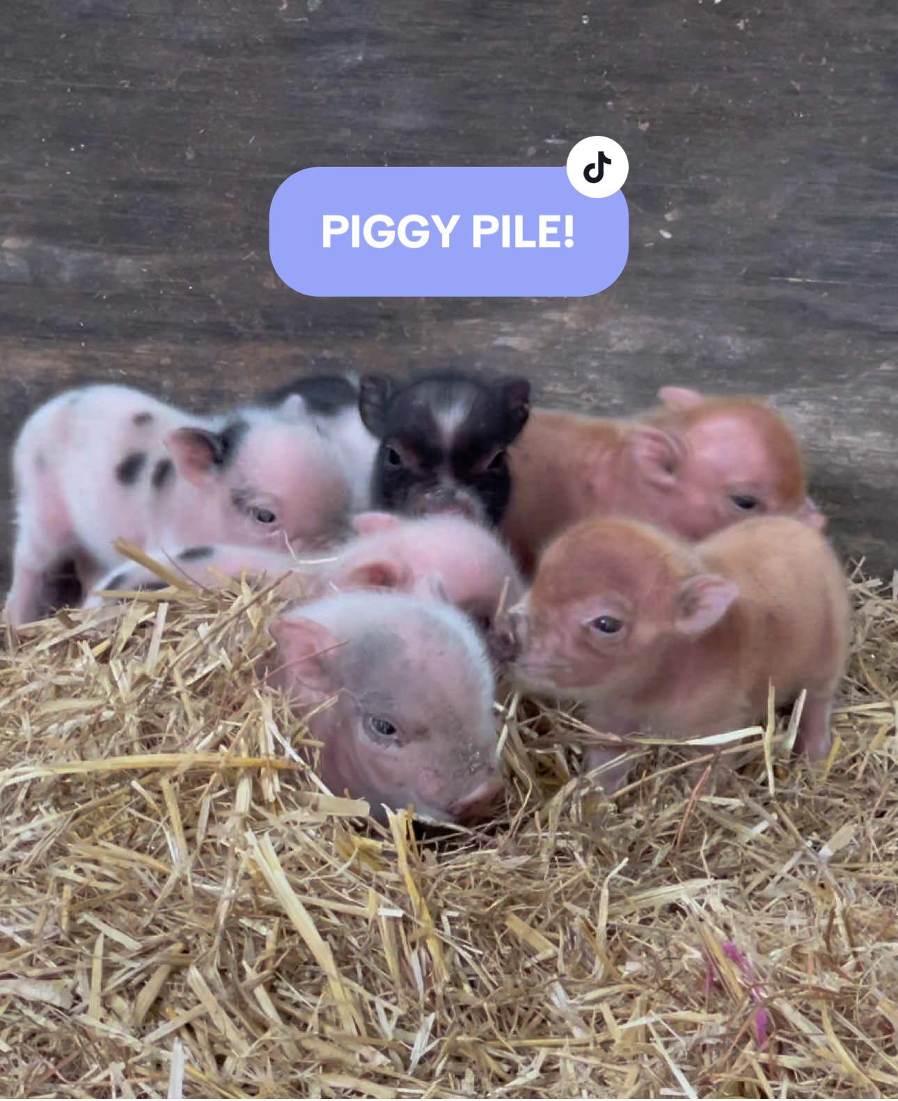The cutest little #piglets playing in the straw 🥰 #pig  #pigsoftiktok #pigs #minipig #babypig #piggy #barn #barnyard #farm #farmlife #farmtok #mini #minifarm #babyanimals #babyanimals #cute #cutebaby #cutepig #piglet #adorable #amazing #fyp #fypシ #fypシ゚viral #foryoupage #foryourpage #feelgood #mustsee #uplifting