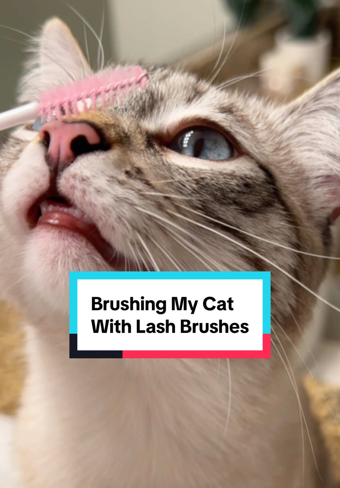 this is your sign to brush your cat with your lash brushes🥹 also how cute are her little teeth at the beginning!! #lashextensions #lashbrushes #cutecats #cutekittens #funnycats #funnyanimals #lynxpoint #catmom #catlady #catpeople #catsoftiktok #kittensoftiktok #cats #catoftheday