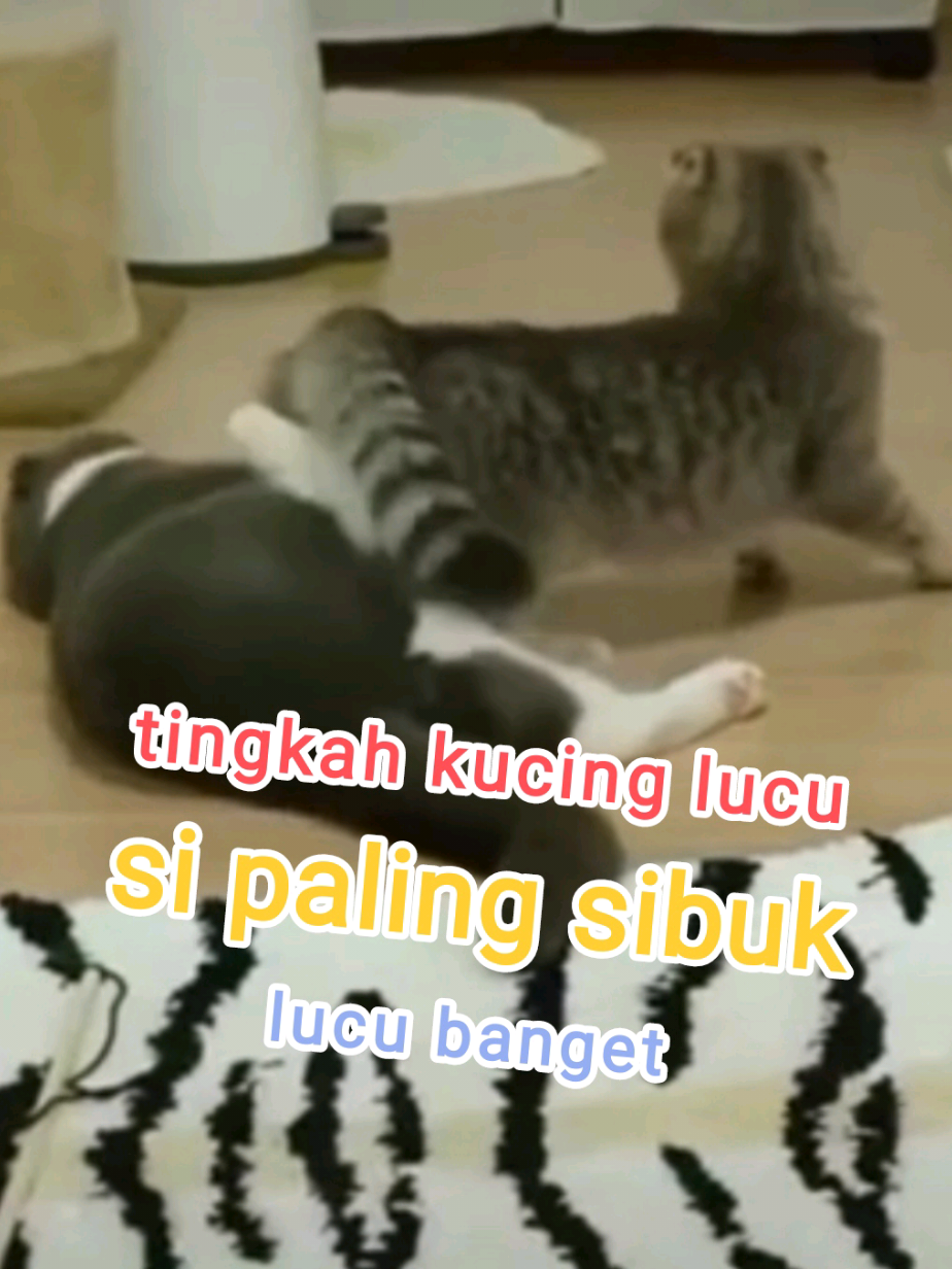 #kucinglucu #kucingtiktok #kucinggemoy #kucingoren #kucingviral #kucingimut #tingkahlucukucing #lucu #gemoy #fypシ #fyp #fyppppppppppppppppppppppp 