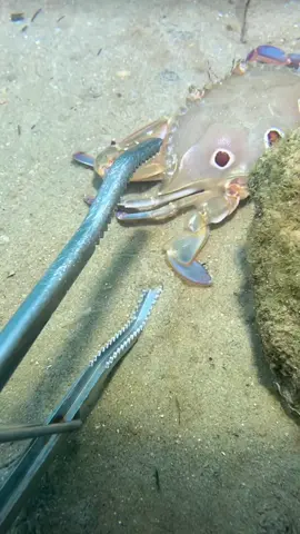 #diving #crab #catchthesea #seaside #seafood #fish #eel #lobster 