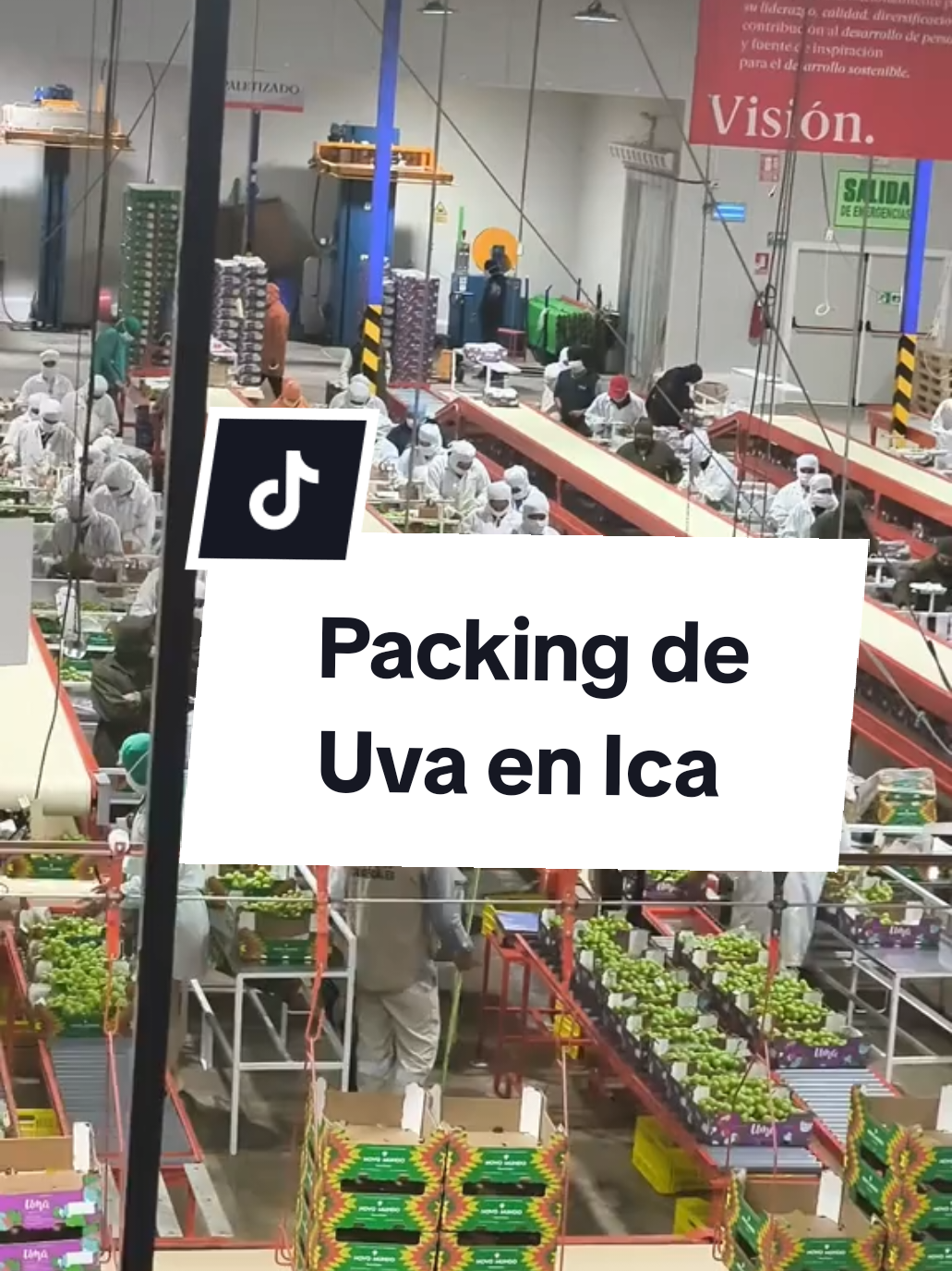 Terminando la campaña de Uva 2024 - 2025 en packing - Pedregal Ica  #pedregal #ica #packing 