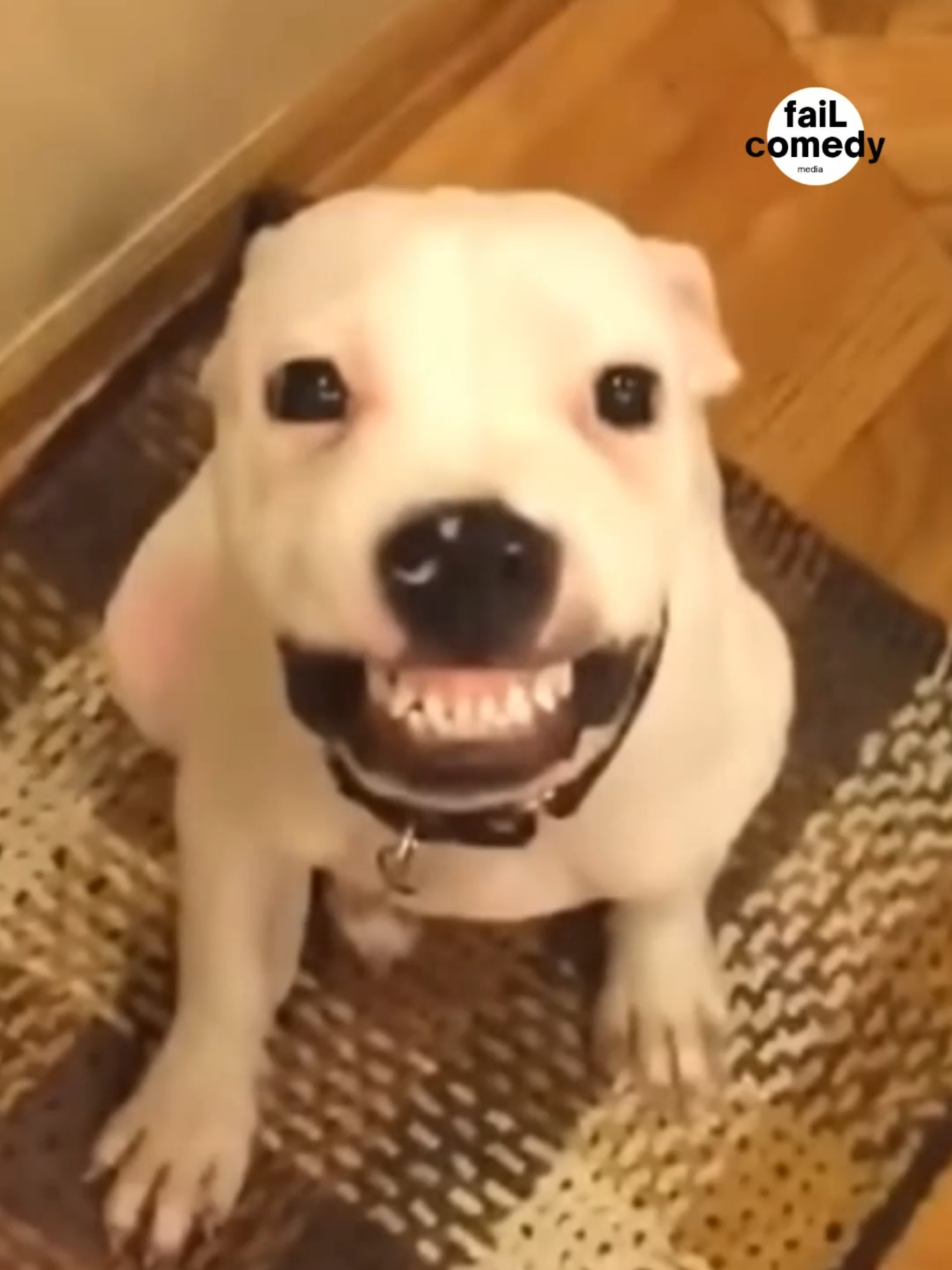 Funniest Dogs videos for the past 10 years | TRY NOT TO LAUGH -PART_02 If you laugh, you follow. Deal? #viral #funnyy #cutedog #cuteanimal #funnycomedy #funnydogs