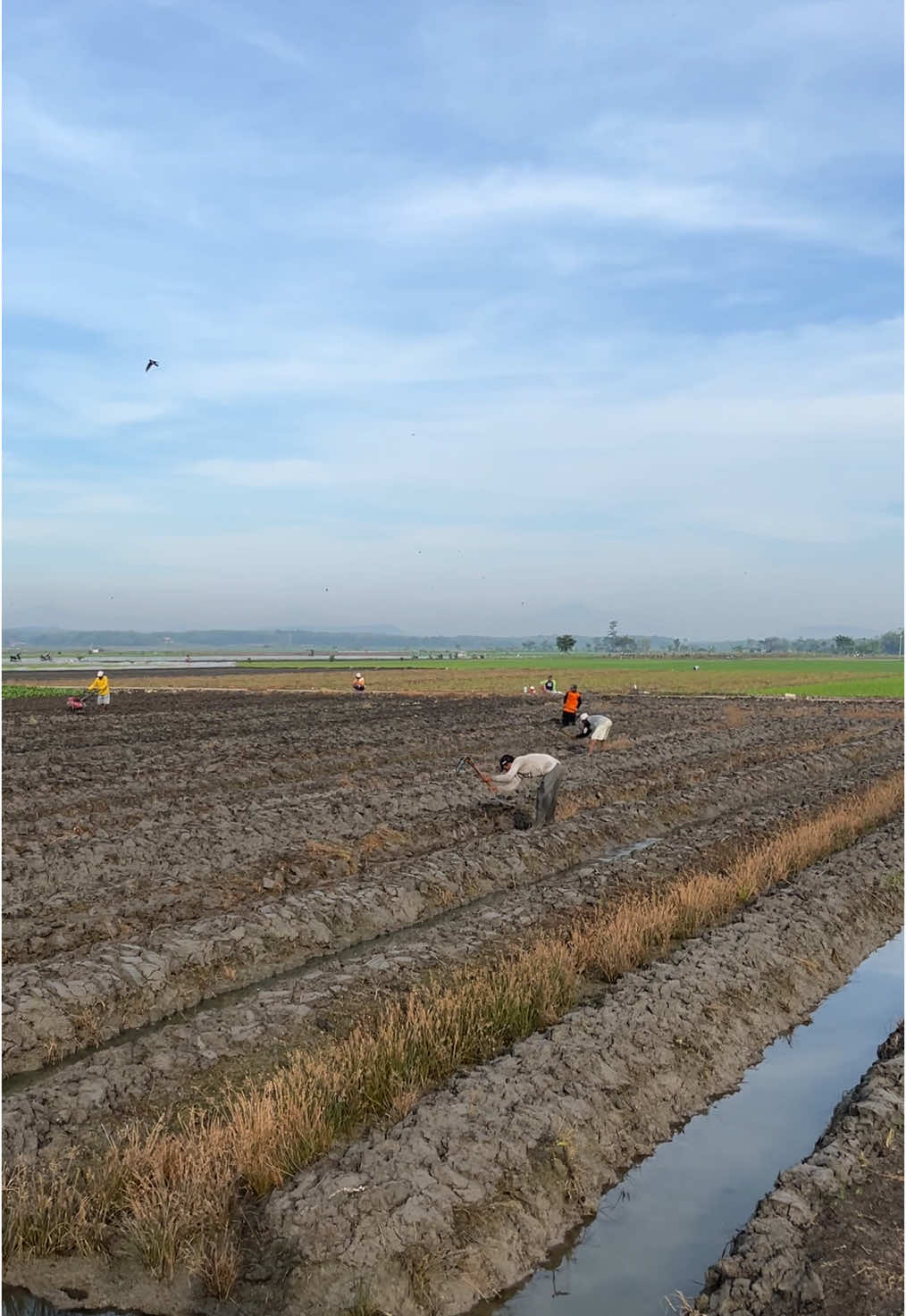 Tahap pengolahan lahan , gawe kalenan tengah #petani #petanimuda #petaniindonesia🇮🇩🇮🇩🇮🇩🌿🌿 #bawang #bawangmerah #brebes #nganjuk #grobogan #purwodadi #fyp 