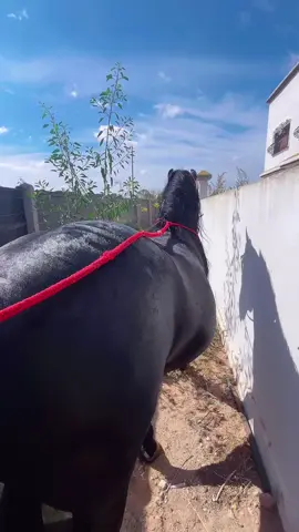 #tbourida #khayl #mousam #تبوريدة_المغربية #خيل #خيل_وخياله🐎 