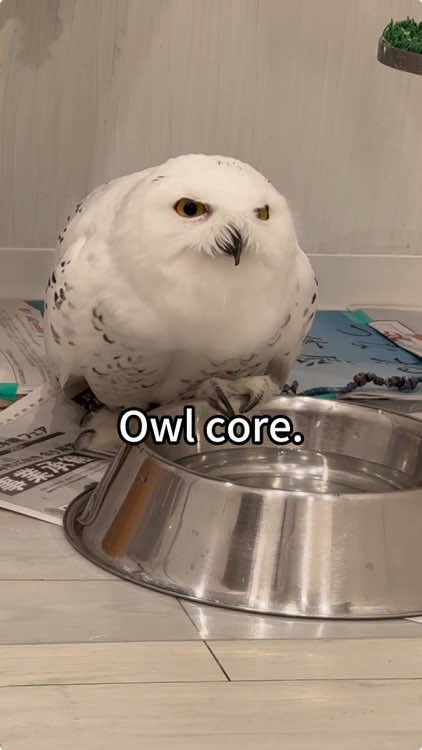 Owl core😂🤣#owl #owlhouse #owls #owlsoftiktok #owllove #parrot