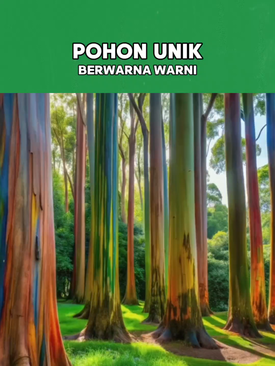 Pohon unik berwarna  warni #rainbow #rainboweucalyptus #pohonwarnawarni #faktaunik 