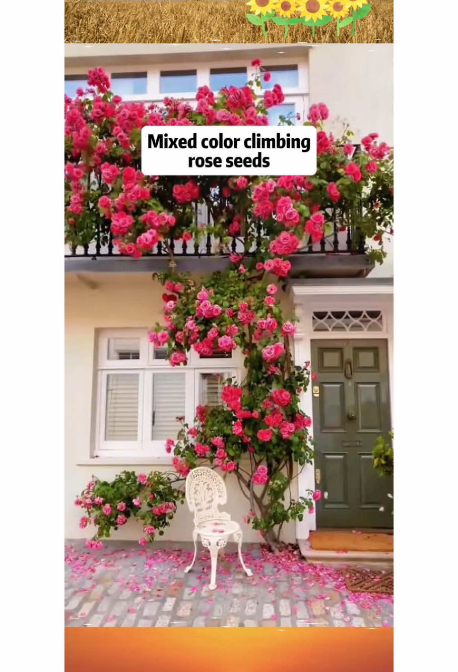 ¡¡ fácil de plantar y disfrutar de la diversión de florecer durante todo el año, estas encantadoras rosas florecen fácilmente al sol!#TikTokShop #tiktok #TikTokShopLoveAtFirstFind 