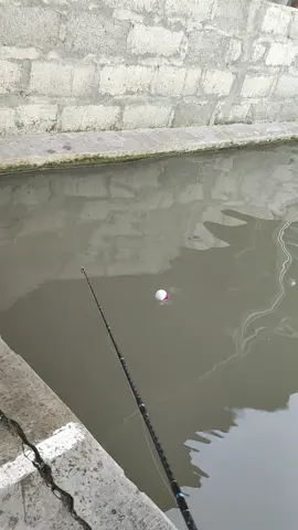 kambil ee🎣#galatamabawal #masteranjogja #joranbesutanyogyakarta #masteranbawaljogja #galamasterbawaljogja #mancing 