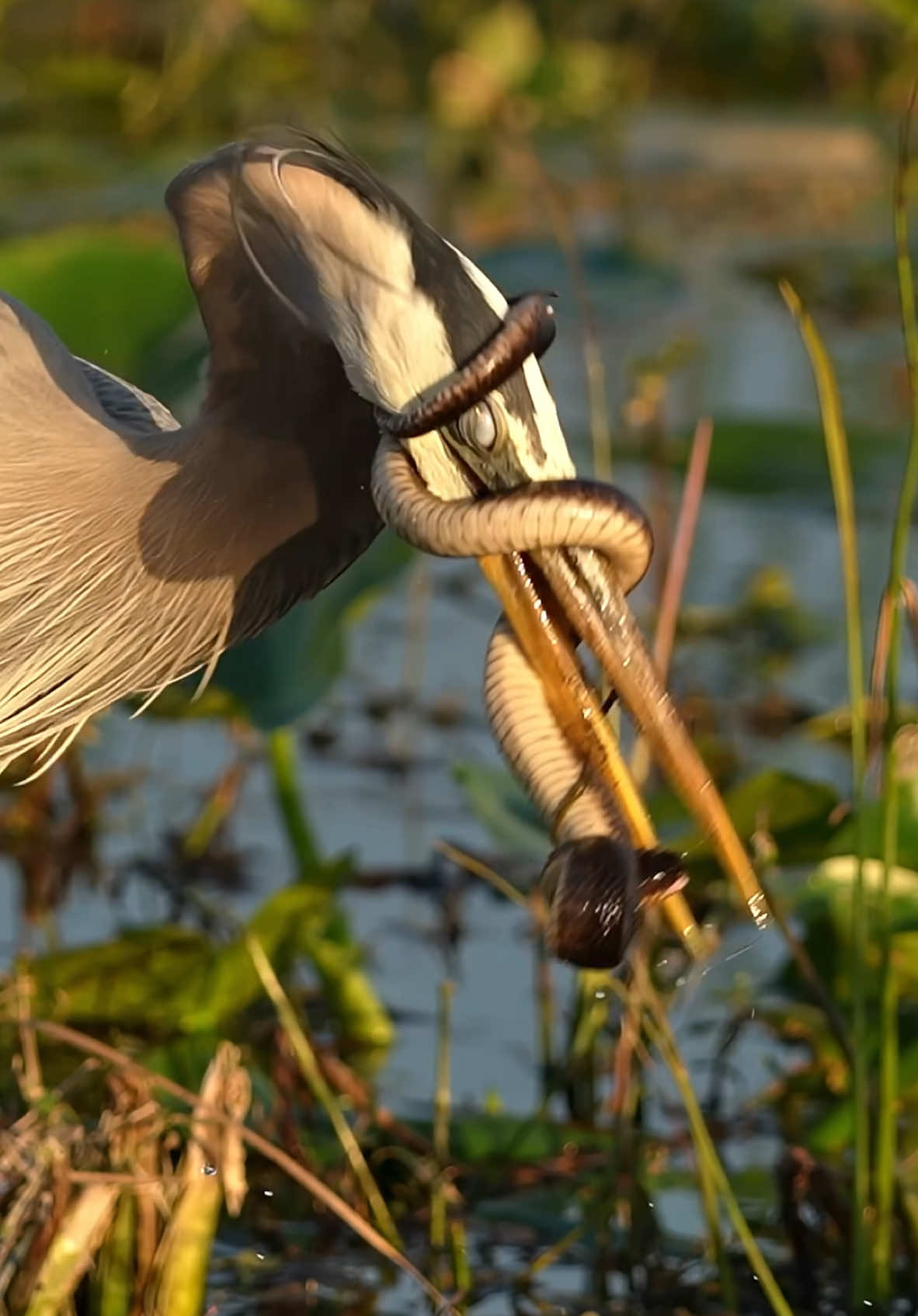 Sitting silently among the raft of swampy vegetation, the Great Blue Heron waits for the perfect moment to strike its prey from above. With lightning-fast reflexes and a beak designed to impale, grasp, and dismember, very few animals survive their stealthy attack. The moment this bird’s pale grey head plowed through the thick barrier of floating weeds, my heart began to race. These birds will eat anything they can catch, and you never know what they will wrangle from the swamp. In this instance, the mighty hunter pulls out a large water snake. The heron saw the snake and knew exactly what to do. Go for the head, but these slippery serpents never go down easy. The snake’s defense: wrap its entire body around the heron’s head and neck and choke it out. These battles can go on for 30-40 mins at a time, but this heron made the mistake of loosening its grip. The moment the snake sensed freedom was within reach, it jumped at the idea. Great Blue Herons should be reclassified as birds of prey because they are savage hunters capable of eating anything they can stuff down their throats. I’m glad they aren’t 20 feet tall. #birds #birdsoftiktok #birdsofprey #snake #battle