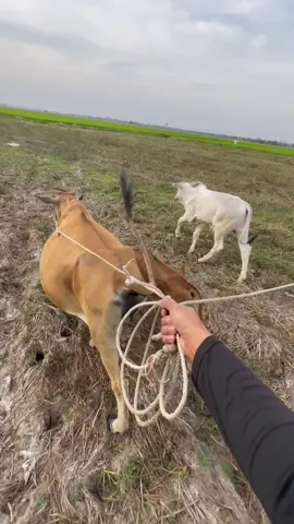 #ត្រឹមជាក្មេងឃ្វាលគោ🤭🐂🌾🌱☘️🌿 #ទេសភាពស្រុកស្រែ🌄🏜️🌱🌼🌾🐟 #ត្រឹមកូនអ្នកស្រែ🌿🌾💚 #អ្នកស្រែស្បែកខ្មៅ🧑🏿‍🦱🌾 