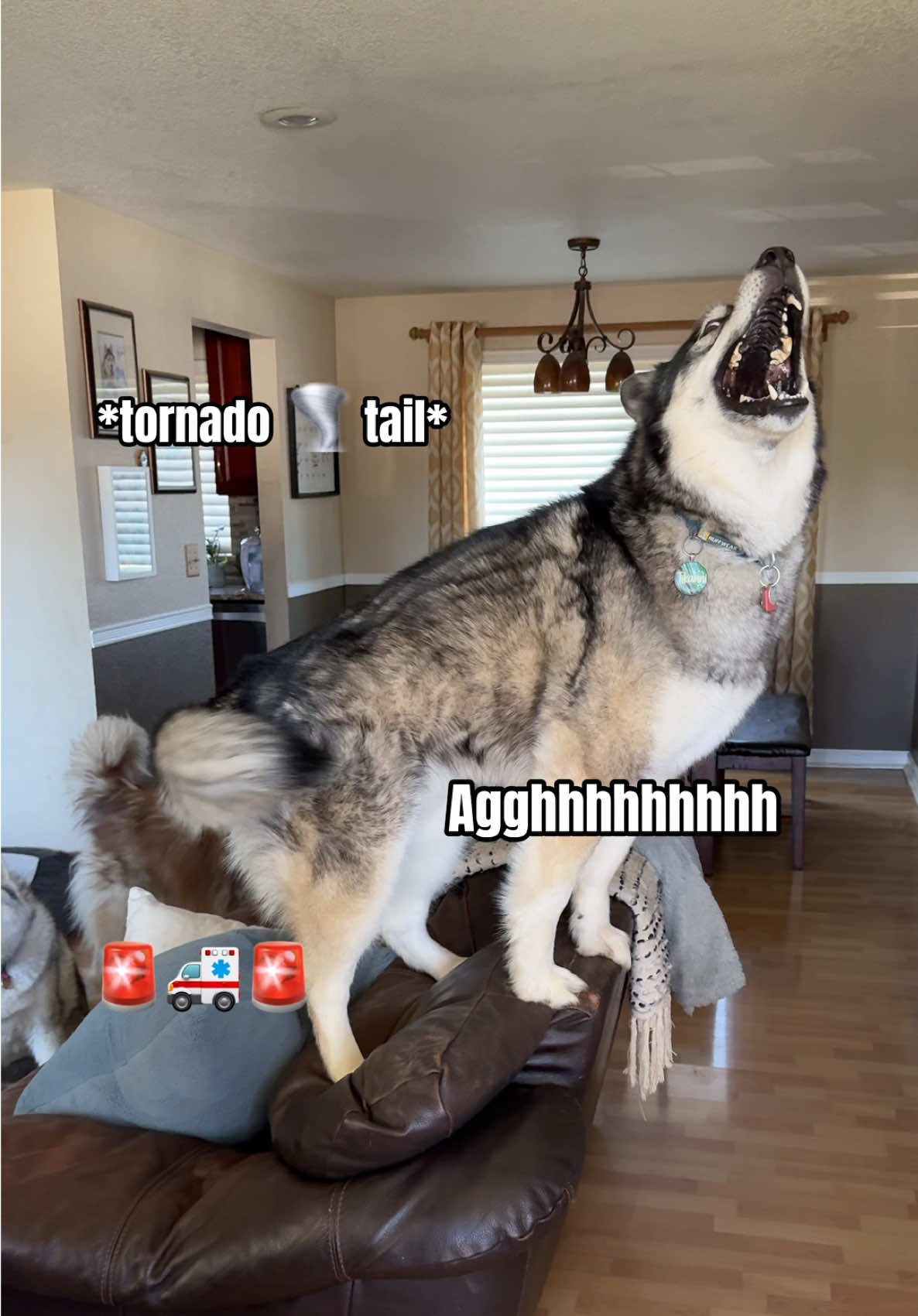 The Welcome Home We ALL Deserve 😅 #dogsoftiktok #husky #huskies #fyp #fypシ #dogsoftiktok #lol #drama #welcomehome #huskylife #dogsofttiktok #doglovers #pets 