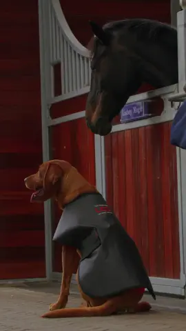 Pet wellness meets innovation⚡ Our LED Therapy range isn’t just for horses—we’ve got your pets covered too! 🐶🐾 Featuring a flexible yet sturdy therapy coat and leg wrap, ideal to provide supportive care for dogs and small animals needing extra TLC ❤️ Because every four-legged friend deserves a little extra care! Would your pet love this? ⬇️🐾 Available to shop on www.horseware.com 🛍️ #petwellness #dogcare #doglover #dogs #fyp #foryou #innovation #therapies #equestrian #new #LED #iwearHorseware
