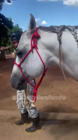 #cañizaleraranchs #caballos #caballo #cavalo #cavalos🐴 #coleo #musicallanera #cheohernandezprizco 