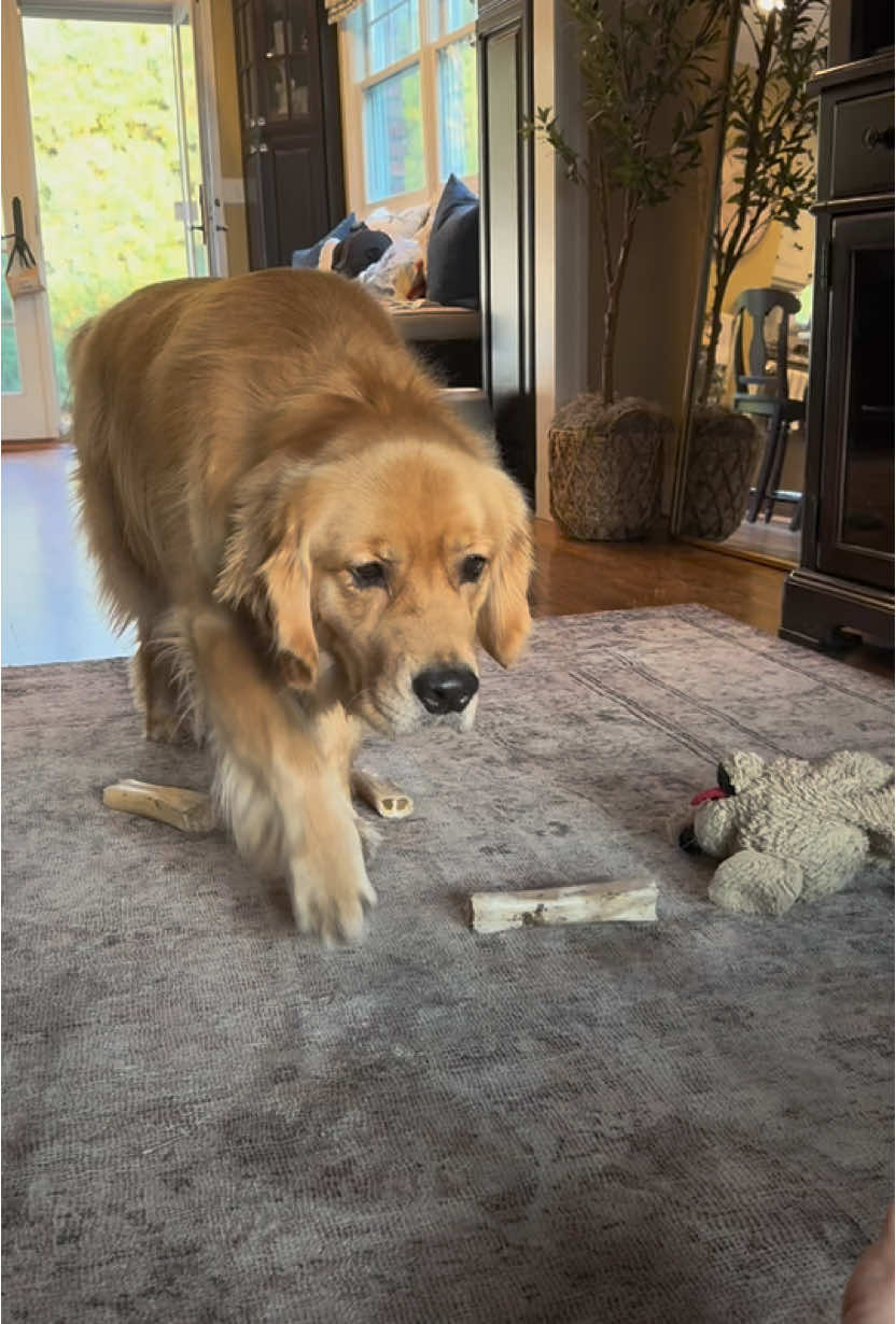 Benny thinks he’s an invisible super spy 🫥🕵️‍♂️ #stalker #goldenretriever #dogs #funnydogvideos #funnydog 