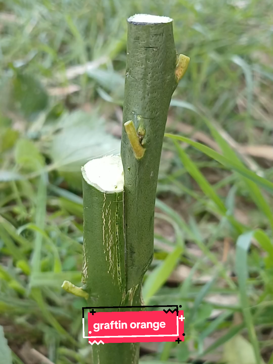 grafting orange  #grafting_videos #grafting_plante #france🇫🇷 