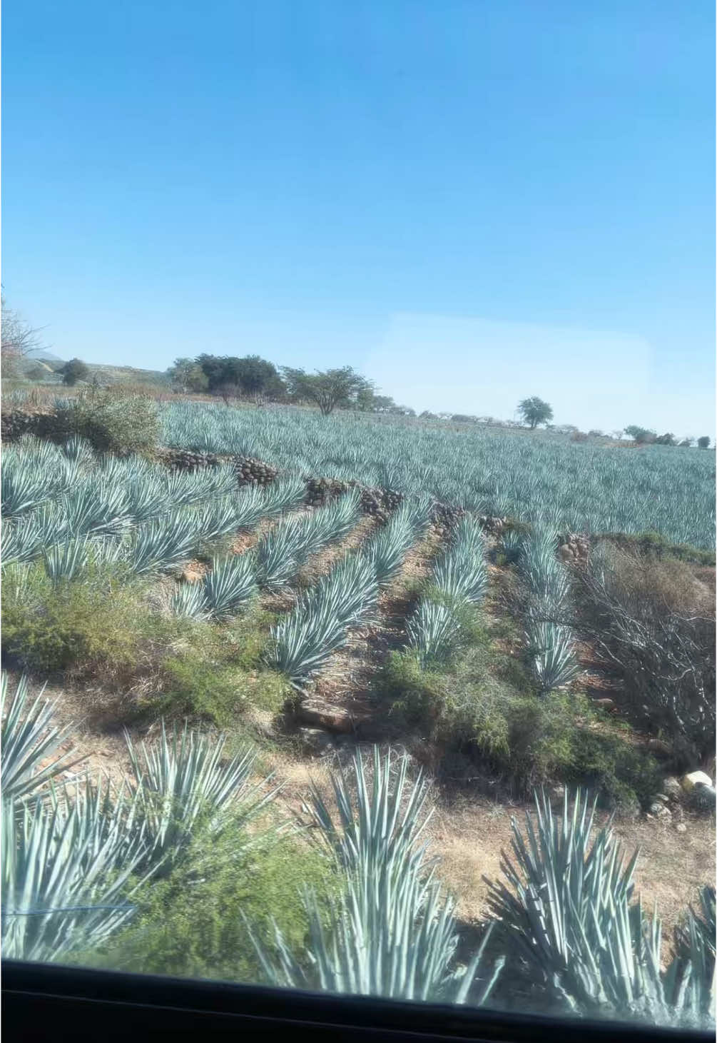 Jose Cuervo express train! 🚂   #josecuervoexpress #tequila #tequilajalisco🇲🇽 #mexico🇲🇽 #josecuervo #parati #fyp 