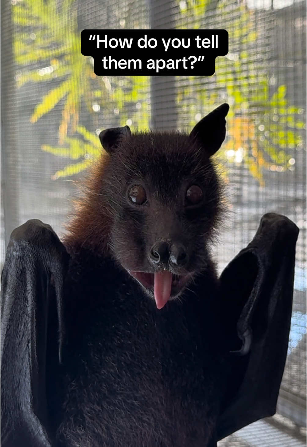 Ozzy could never hide his love for cantaloupe… Look at him savoring every moment🦇❤️🍈 #lubeebatconservancy #fyp #florida #nonprofit #bats #cute #fruitbats #flyingfoxes #fypシ #animals #funny 