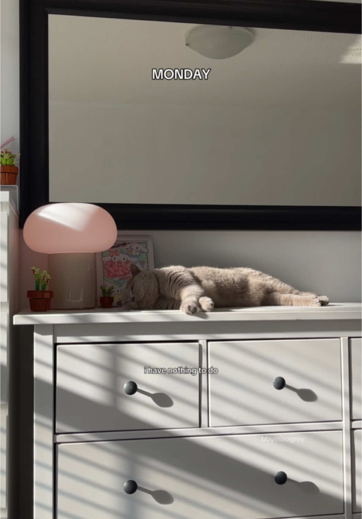 booked & busy 😴☁️🌙 #cat #catlover #bbymisogrey #britishshorthair #catsoftiktok #greycat #ilovemycat #catloversclub #meow #funnycat #cute #petlove #catmemes #catsofinstagram #lifewithacat #catvideos #adorableanimals #catlife #catmom #kitten #cutepaws #sillycat #purring #chonk #catnap #sleepycat #catsdaily #livingthedream {british shorthair grey cat kitten lilac cute pets funny fur baby meow} 