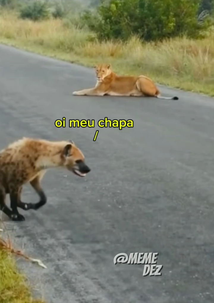 oi meu chapa #mundoanimal #animaisengraçados #memetiktok #humor #meme 