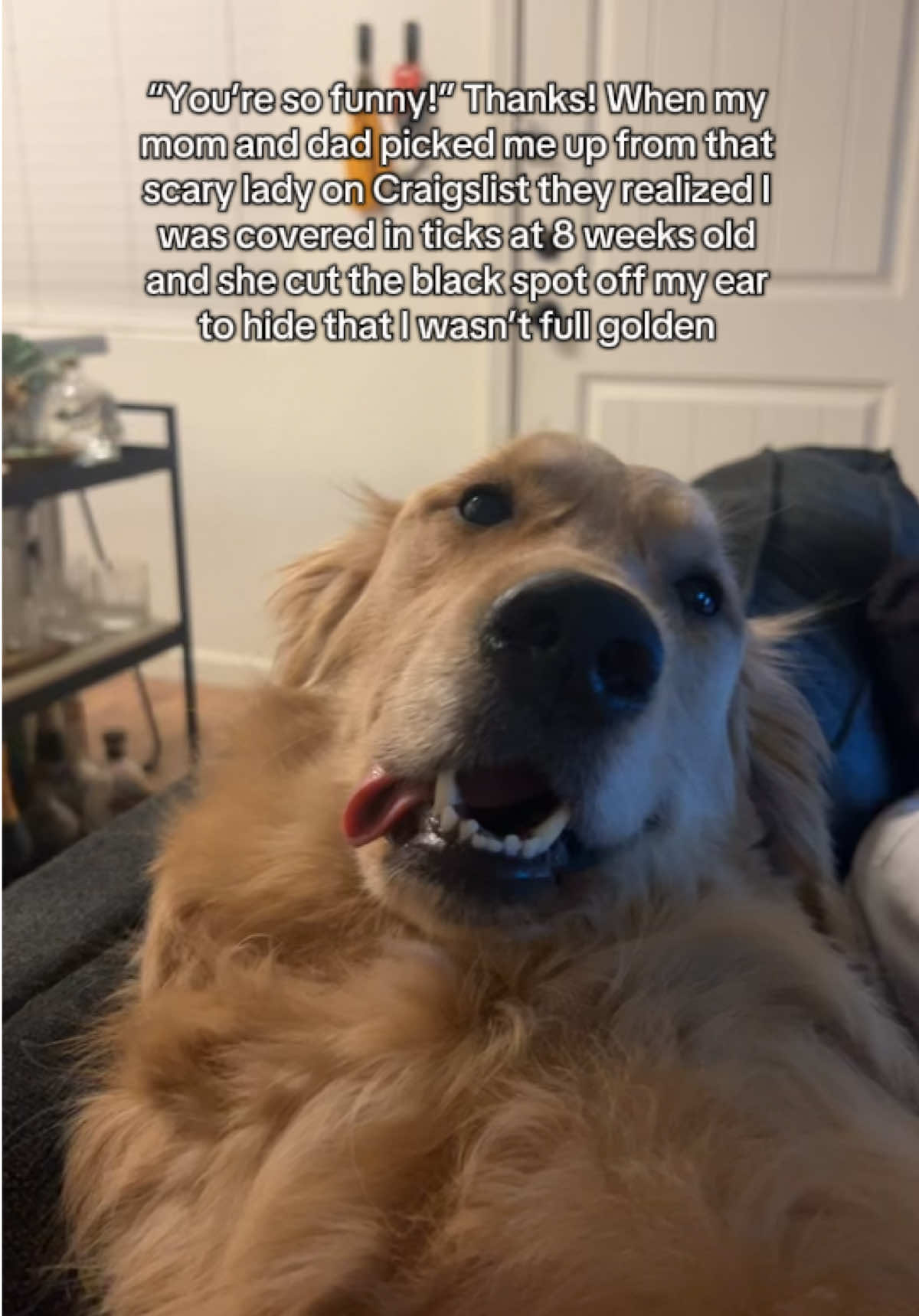 She told us “don’t give him alcohol or cigarettes” when we picked him up 😭😭 #goldenretriever #golden #dogsoftiktok #doggo #puppy #goldenretrieverlife #puppiesoftiktok #dogmom #trauma 